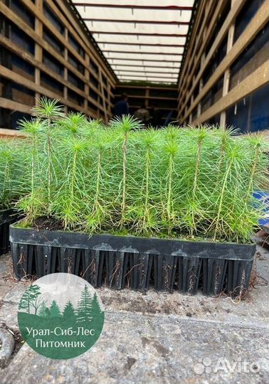 Сосна зкс окс сеянцы Ель Лиственница Голуб Горная