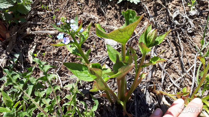 Незабудка голубая, многолетник