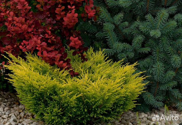 Можжевельники горизонтальные