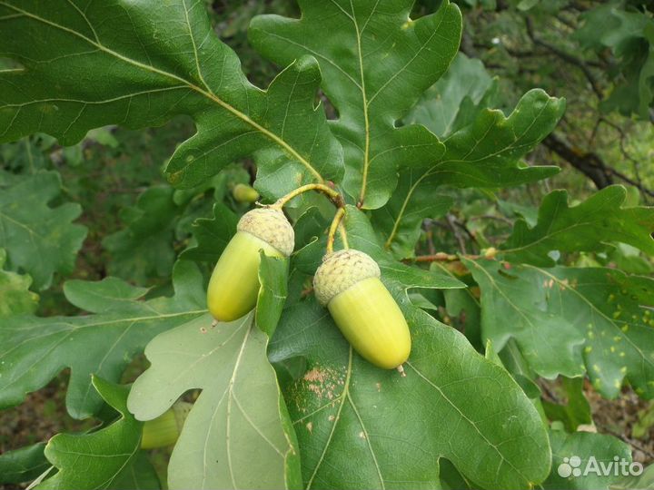 Саженцы Дуб Черешчатый