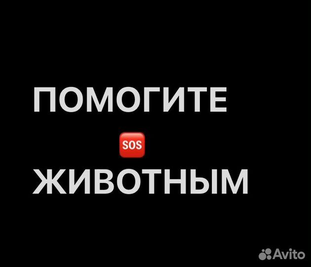 Собаки щенки бесплатно