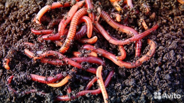 Черви для рыбалки Дендробена, Навозник, Опарыш