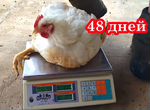 Бройлер белый мясной Росс308 - суточные цыплята