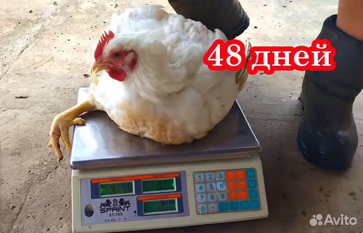 Бройлер белый мясной Росс308 - суточные цыплята