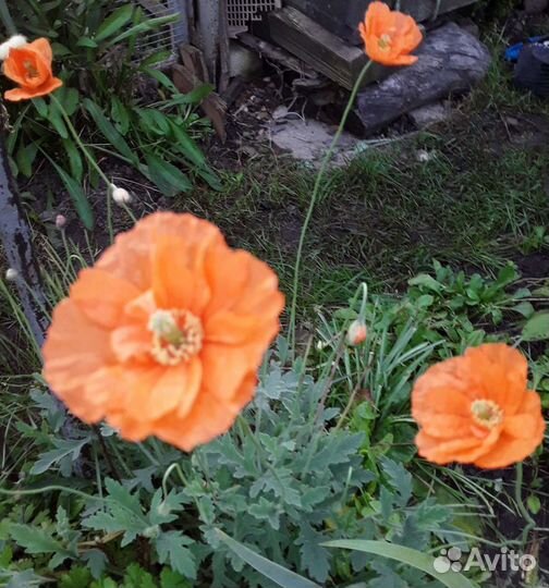 Пионы,дицентра,мак Апельсиновый рай,дерен