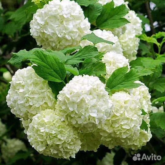 Бульденеж (разновидность калины)