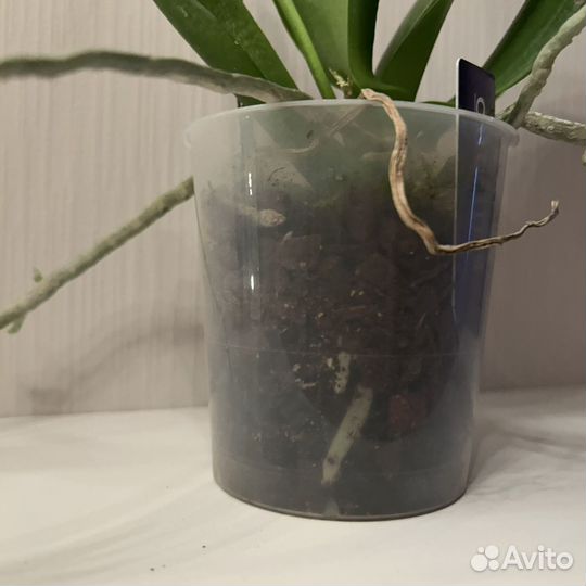 Орхидея Tinu Melissa (отцвела)