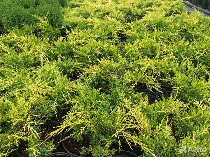 Можжевельник средний Голд Кост