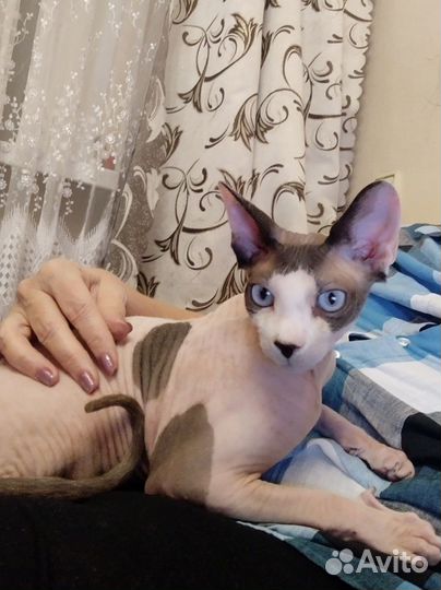 Домашняя передержка животных