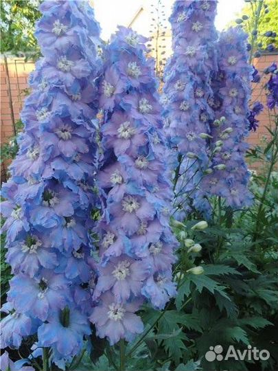 Многолетники для сада цветы