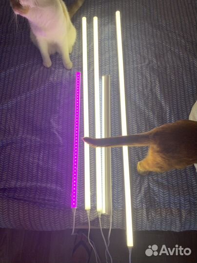 Фито лампа для растений