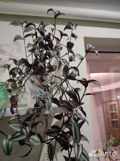 Традесканция