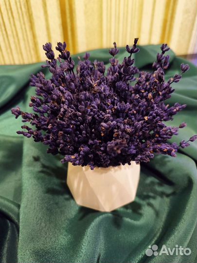 Лаванда Стабилизированная