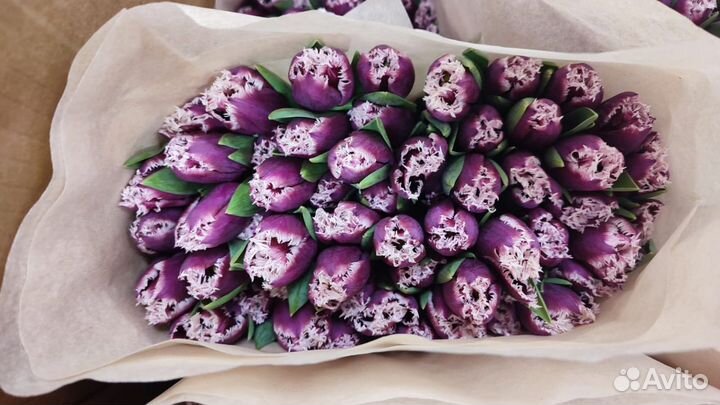 Цветы оптом тюльпаны Донецк