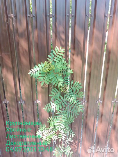 Рябина красная саженцы 150-200см