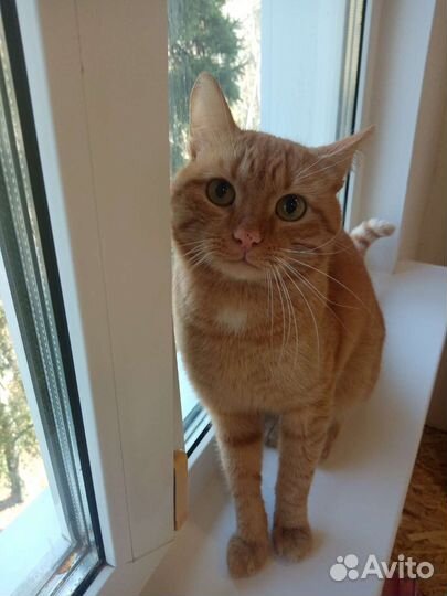 Кот ищет дом