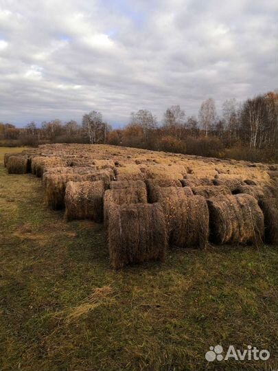 Сено солома в тюках
