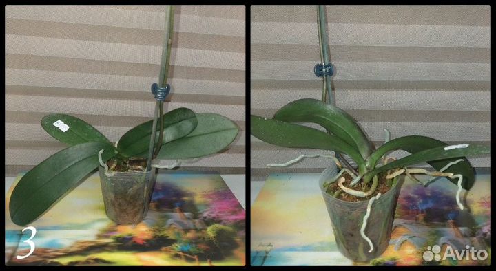 Комнатные растения цветы