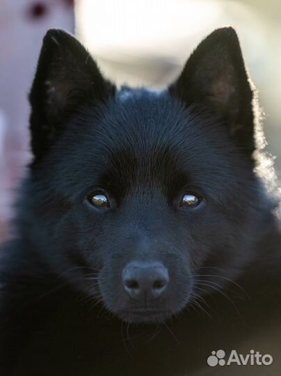 Схипперке / вязка