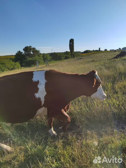 Корова высокоудойная