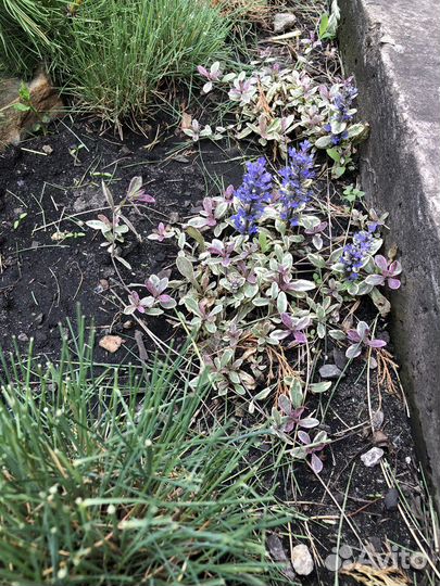 Очиток голубой, живучка