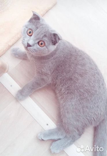 Кошка британка вислоухая