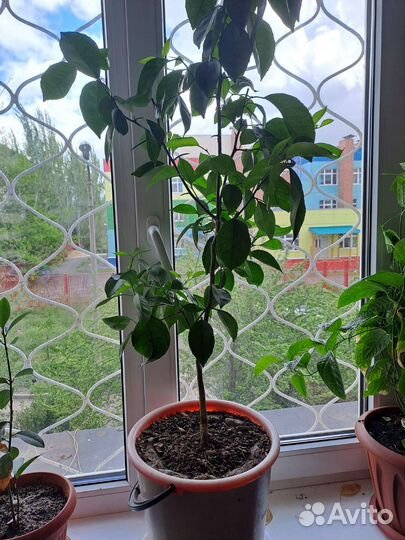 Цветок мандарин