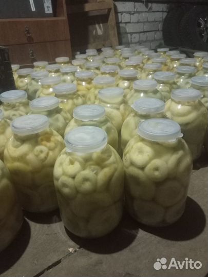 Грибы Груздь