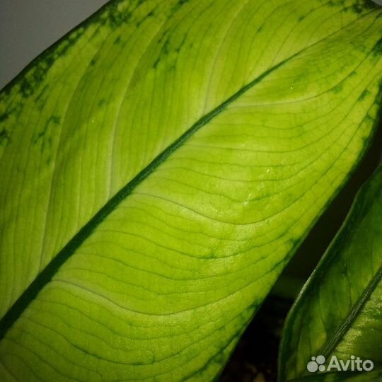 Диффенбахия