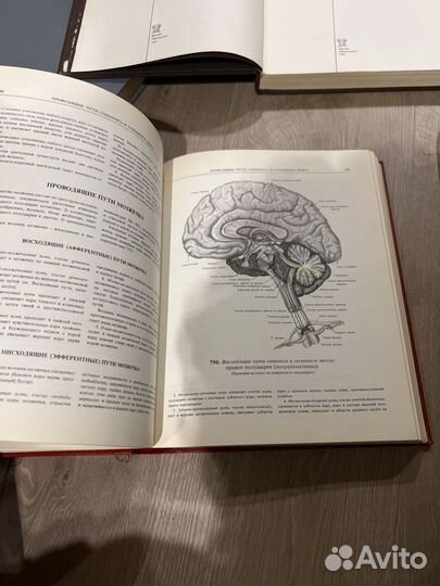 Синельников