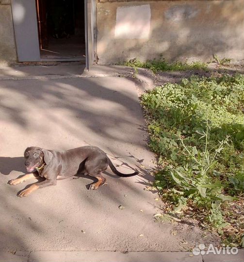 Собака в добрые руки отдам бесплатно