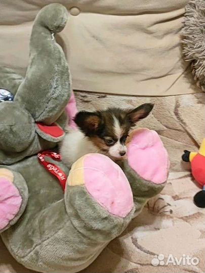 Папийон девочка с РКФ