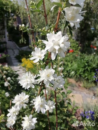 Чубушник махровый