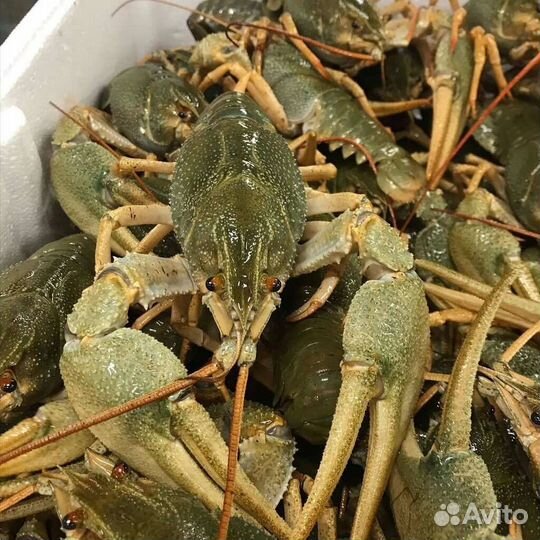 Живые раки с доставкой круглосуточно