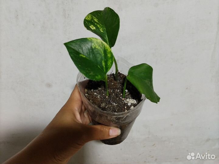 Сциндапсус