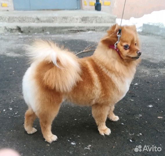 Стрижка собак и кошек