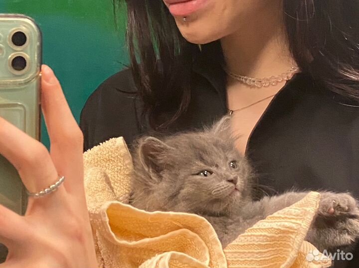 Отдам в добрые руки маленькую кошечку