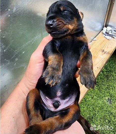 Открыта бронь на щенков добермана