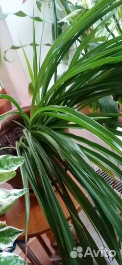 Хлорофитум