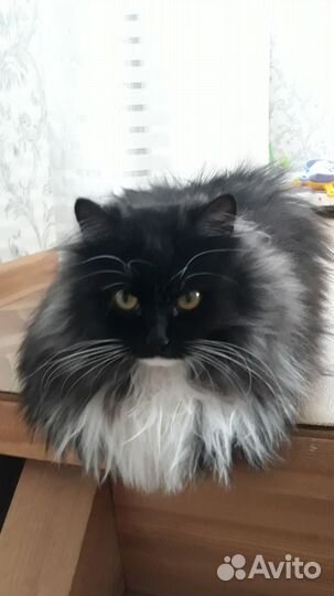 Отдам кошечку