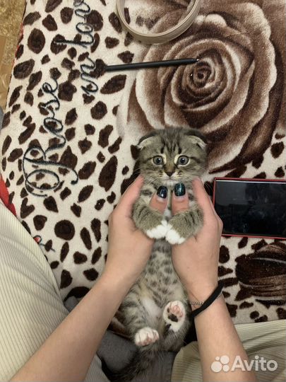 Шотладские котята