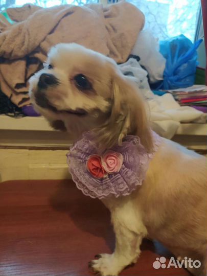 Стрижка собак