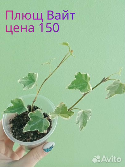 Цветы комнатные 2