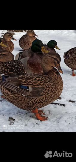 Подсадные дикие утки