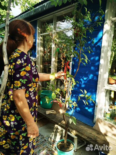 Мандариновое дерево