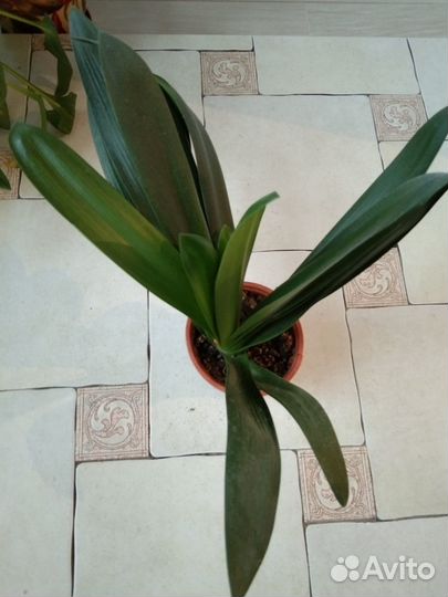 Кливия персиковая