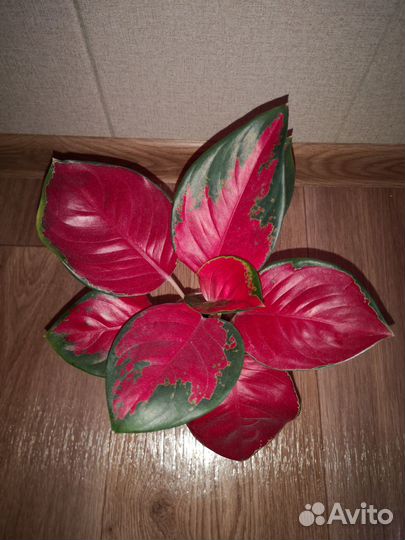 Аглаонемы тайские