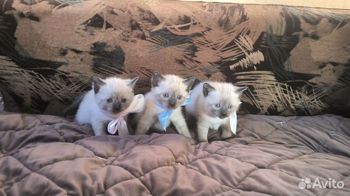 Тайские котята