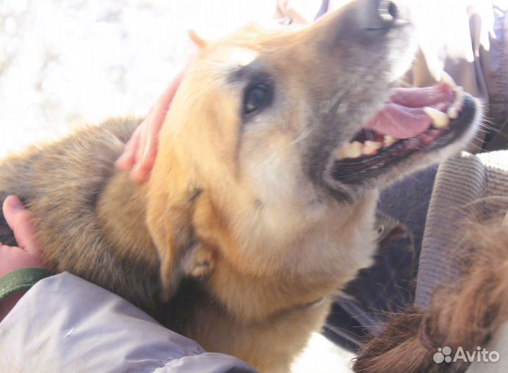 Из Приюта Собака-компаньон в Дружную семью