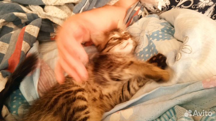 Котенок-кошечка в хорошие руки